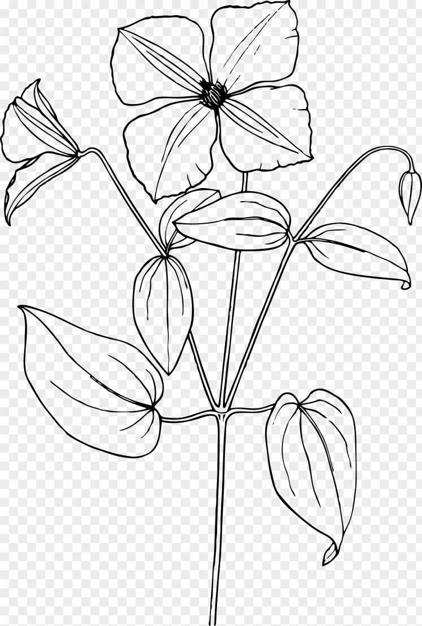 Dill Drawing Arabian Jasmine Line Art Sketch PNG