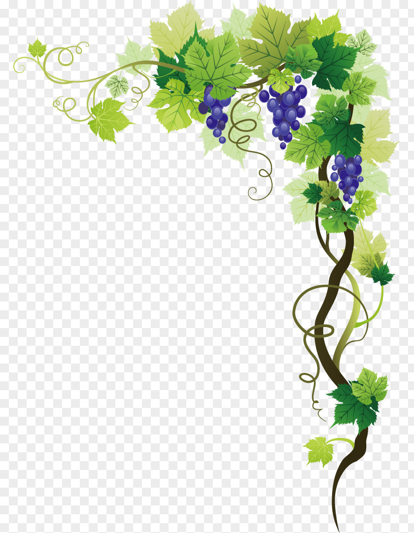 Grape Common Vine Picture Frame Clip Art PNG