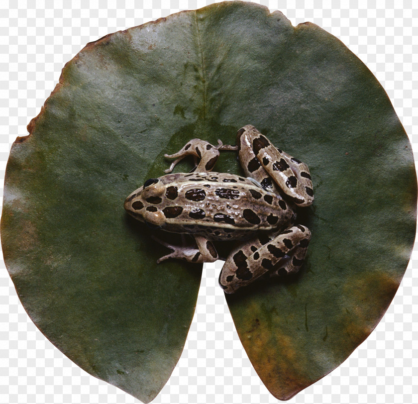 Plate Leaf Frog Cartoon PNG