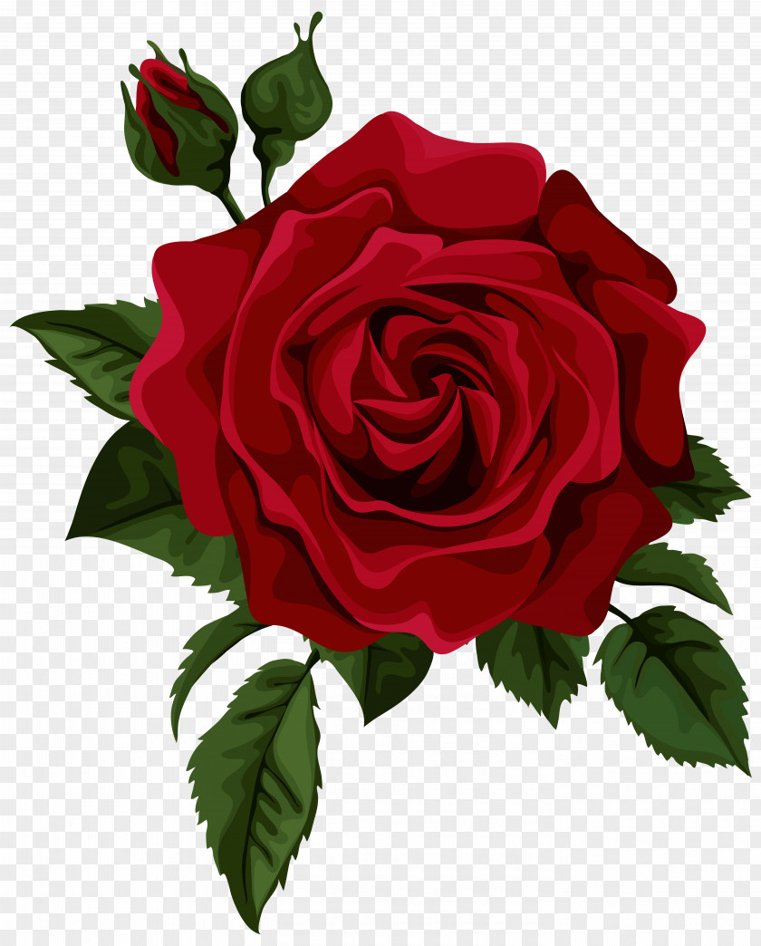 Red Rose With Bud Transparent Clip Art Picture Flower Euclidean Vector PNG