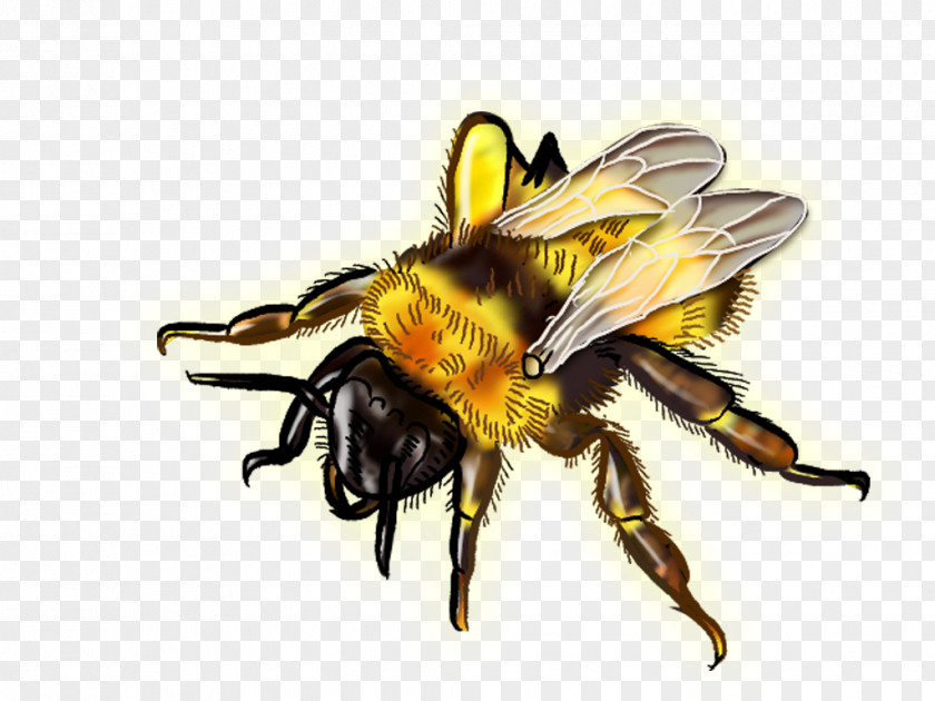 Bee Theme Honey Wasp Pest Hornet PNG