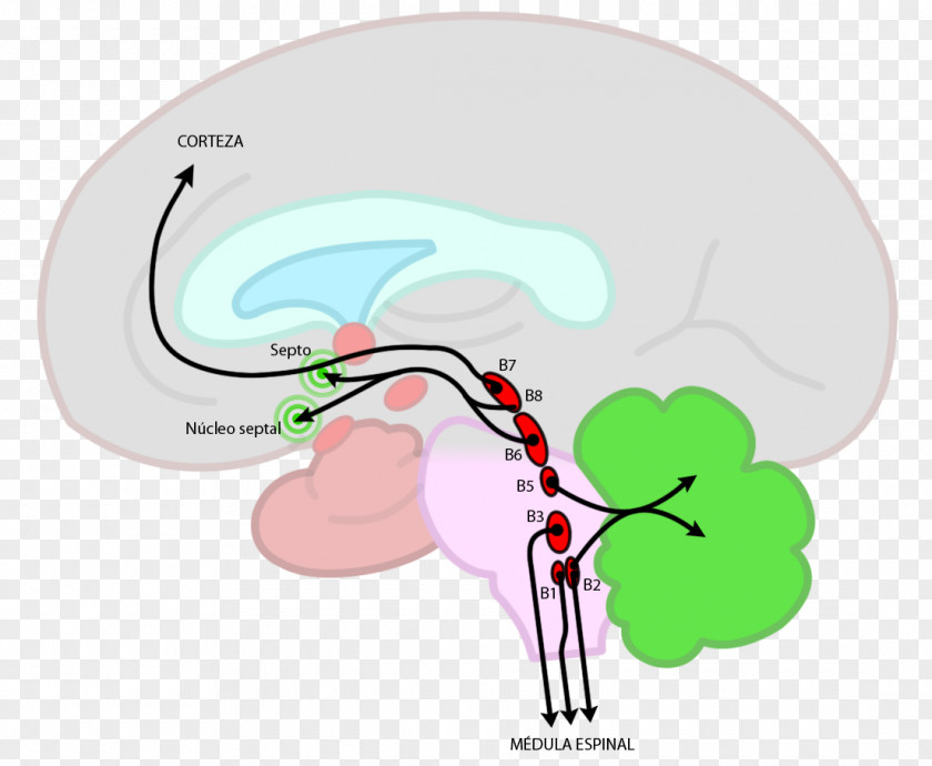 Brain Brainstem Raphe Nuclei Nucleus Reticular Formation PNG
