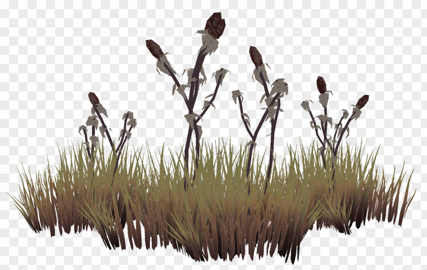 Grass Bordeciel The Elder Scrolls Online Tamriel Grasses Lawn PNG