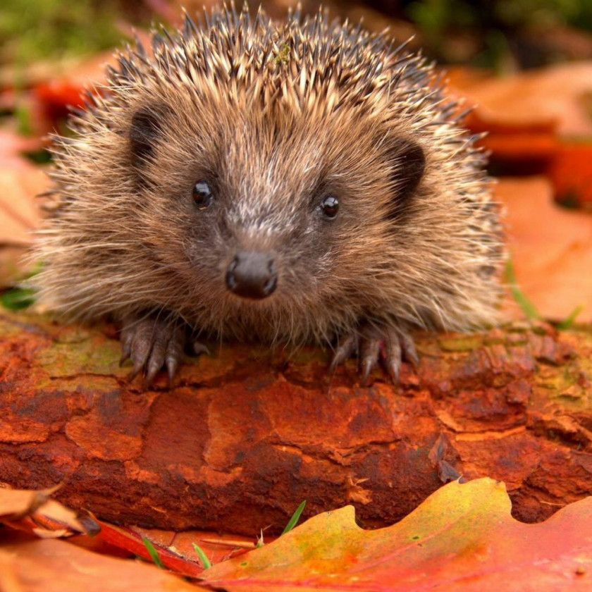 Hedgehog Hedgehogs In Your Garden? Wildlife Cuteness House Mouse PNG