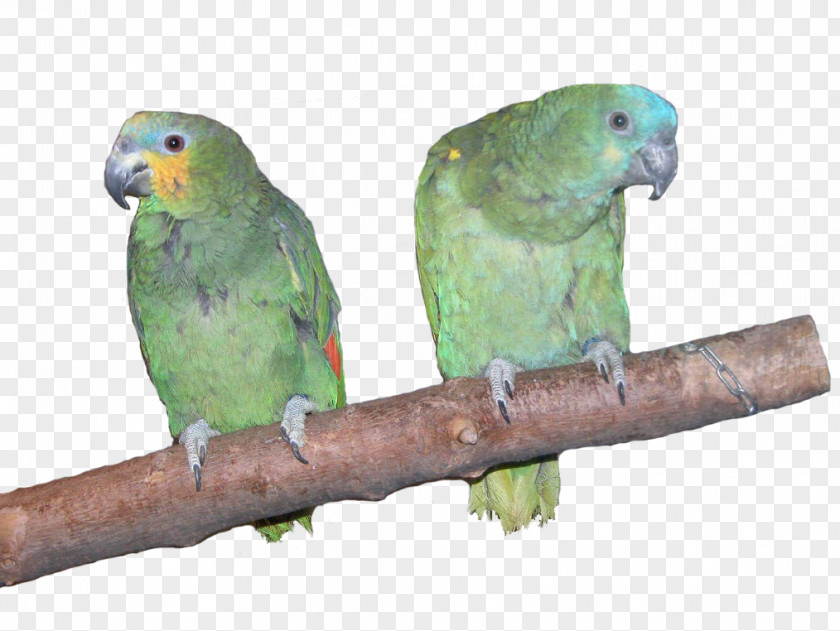 Macaw Amazon Parrot Lovebird Parakeet PNG