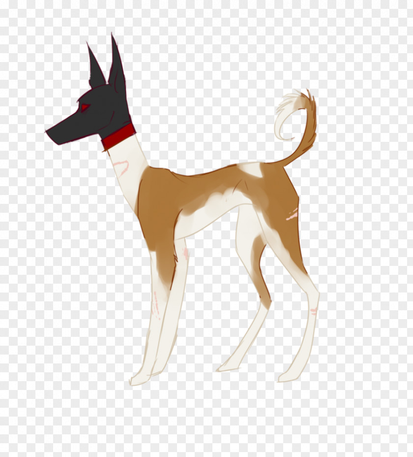 Restless Dog Breed Ibizan Hound Deer PNG
