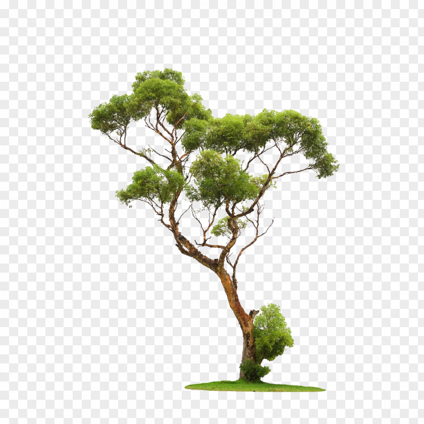Tree Clip Art Image Architecture PNG