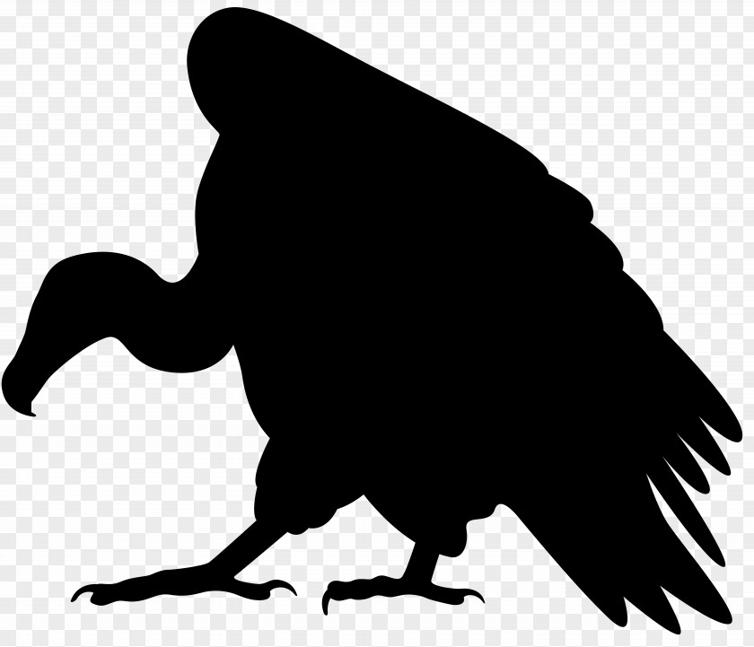 Vulture Silhouette Clip Art Image Turkey PNG