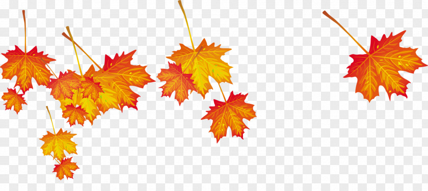 Autumn Maple Leaf Computer File PNG