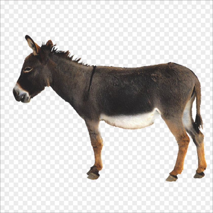 Donkey Icon PNG
