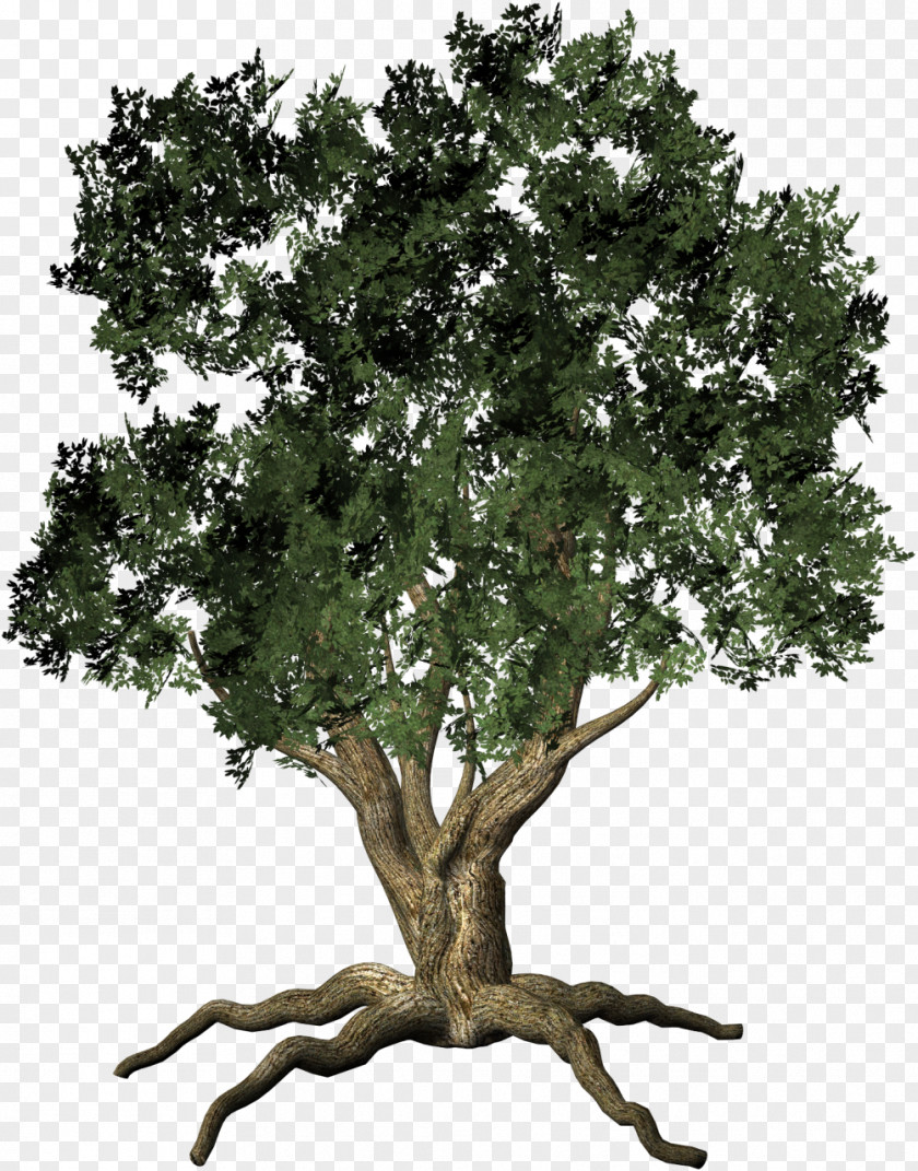 Love Tree Root Trunk Clip Art PNG