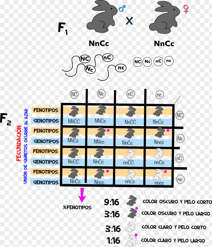 Mendel Mendelian Inheritance Genetics CmapTools Phenotypic Trait Problem PNG