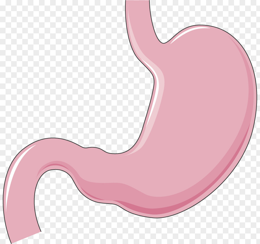 Stomach Organ Human Body Salivary Gland Digestive System PNG body gland digestive system, others clipart PNG