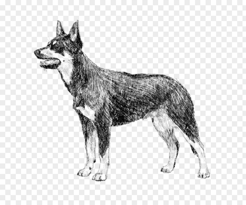 Cattle Dog Kunming Wolfdog Czechoslovakian Saarloos Seppala Siberian Sleddog Utonagan PNG