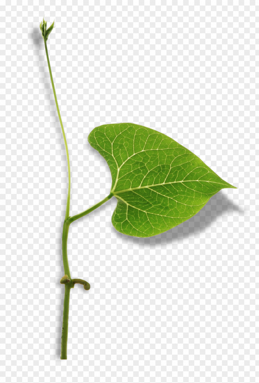 Ejemplo De Objetos Transparentes Twig Plant Stem Leaf Herb Pathology PNG