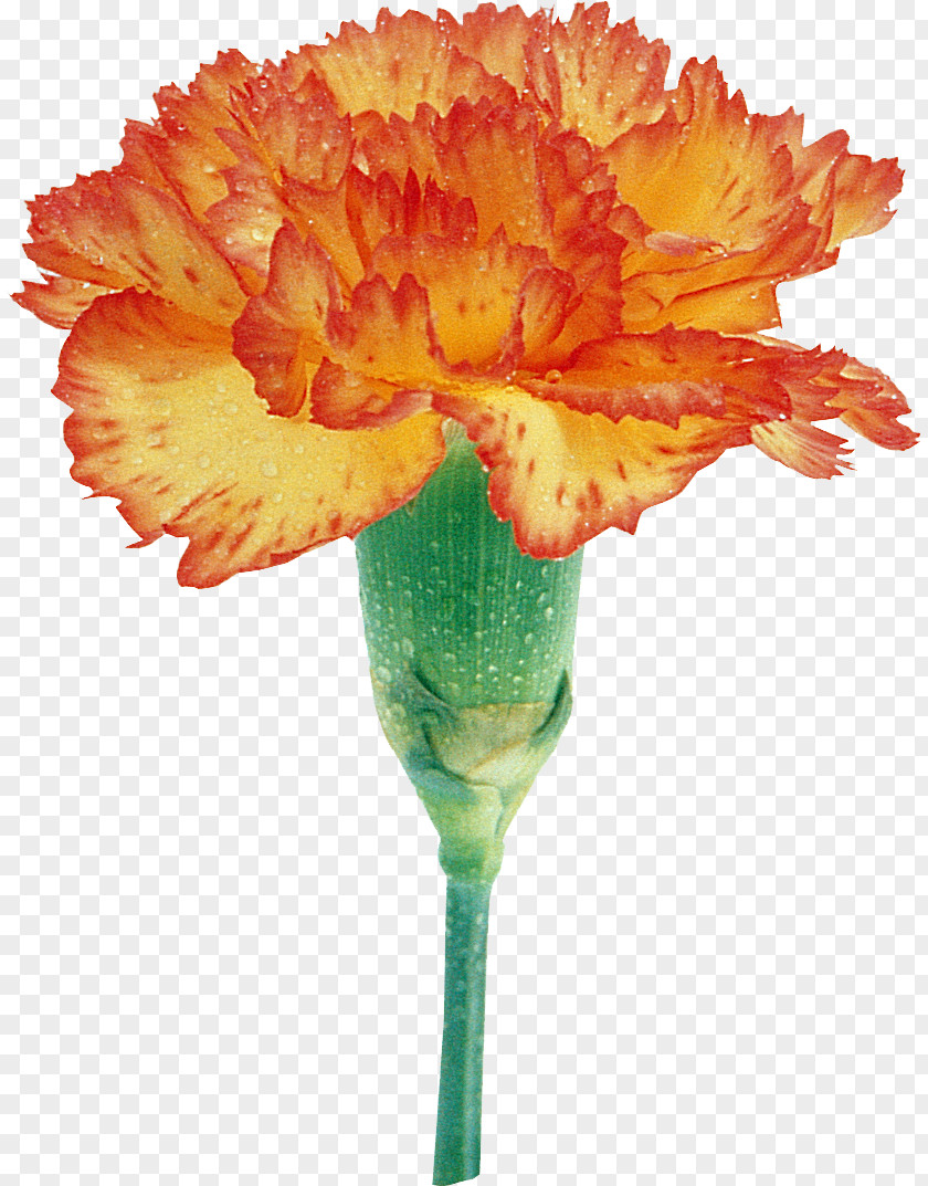 Flower Transvaal Daisy Carnation Color Clove PNG