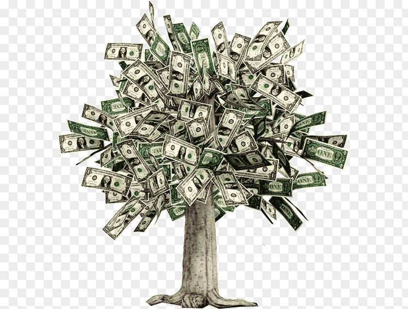 Money Tree Moneytree Guiana Chestnut Trees Bank Account PNG