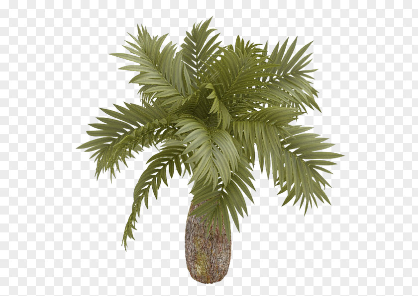 Palm Tree 3d Model Material Arecaceae 3D Computer Graphics Euclidean Vector PNG