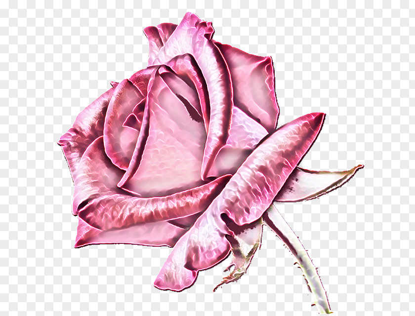 Rose Kardinal Blooming Blossom Garden Roses Cut Flowers Pink PNG
