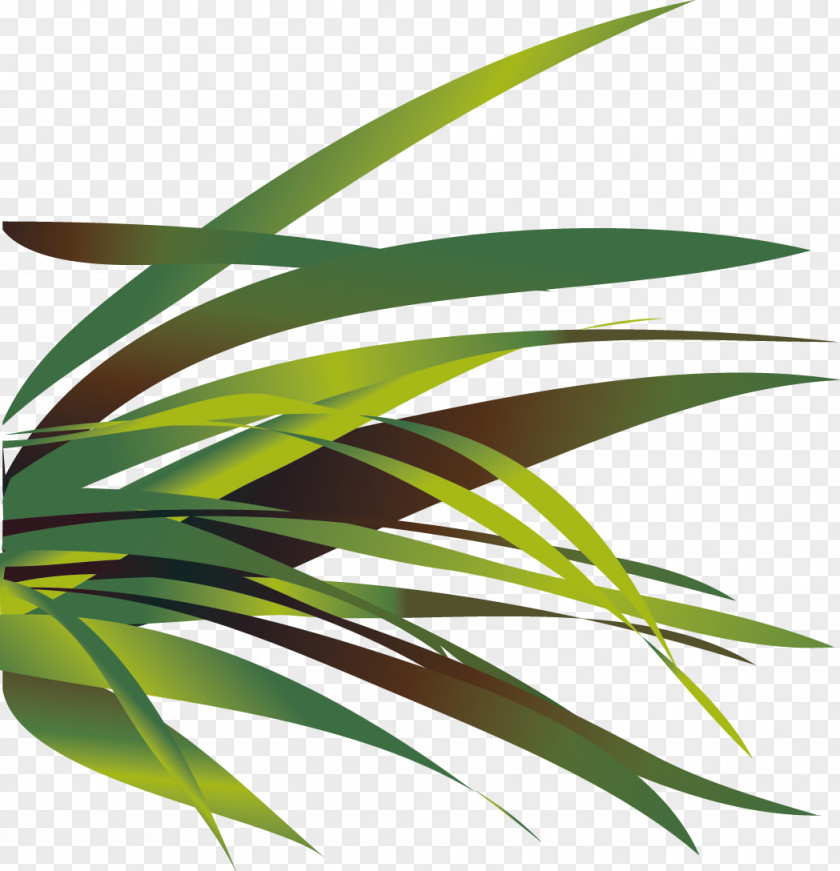 Vector Aloe PNG