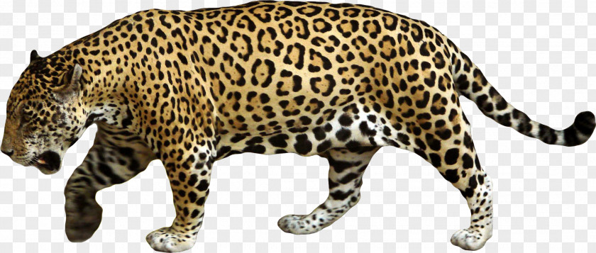 Cheetah Jaguar Cars Leopard Clip Art PNG
