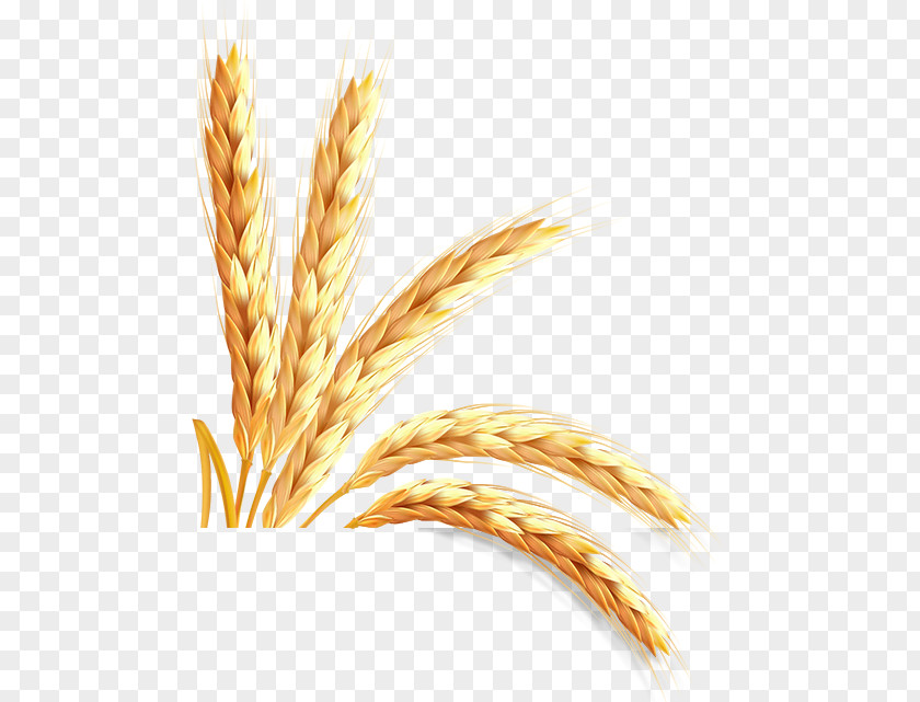 Emmer Information Einkorn Wheat PNG