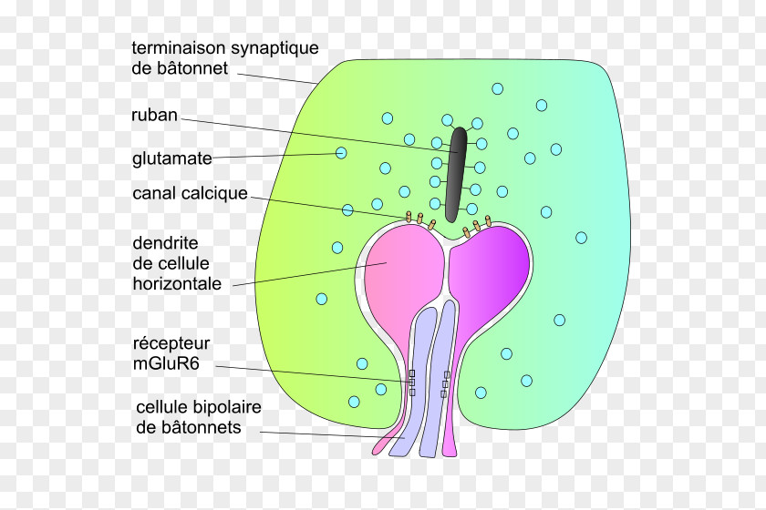 Eye Rod Cell Synapse Photoreceptor Retina PNG