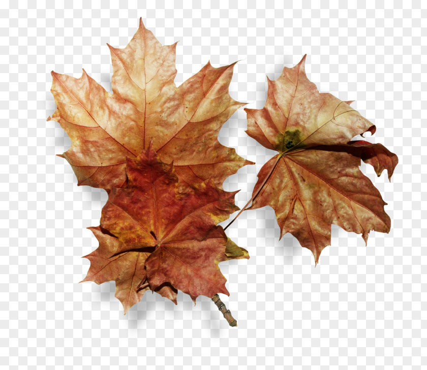 Leaf Clip Art Image Autumn PNG
