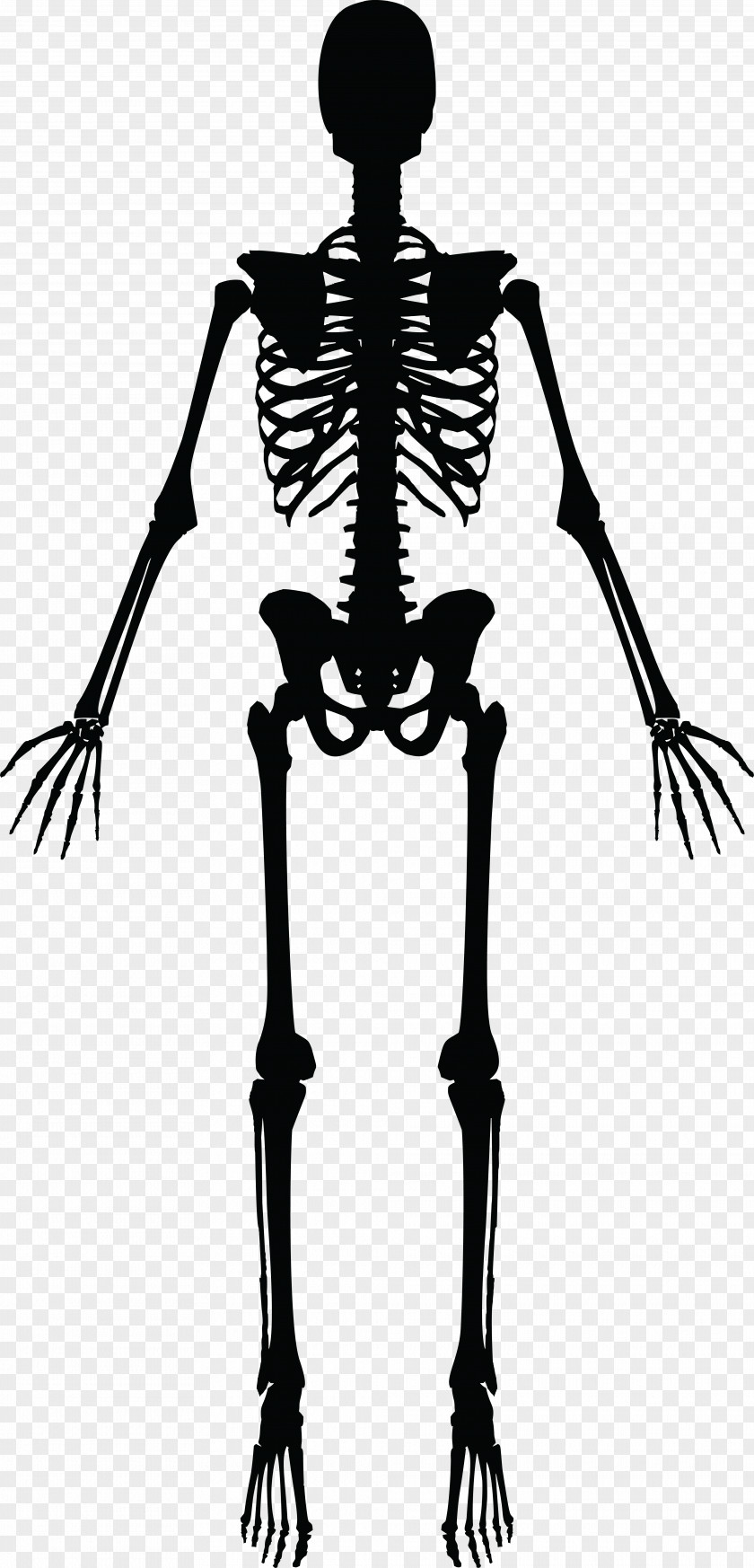 Skeleton Human Silhouette Clip Art PNG