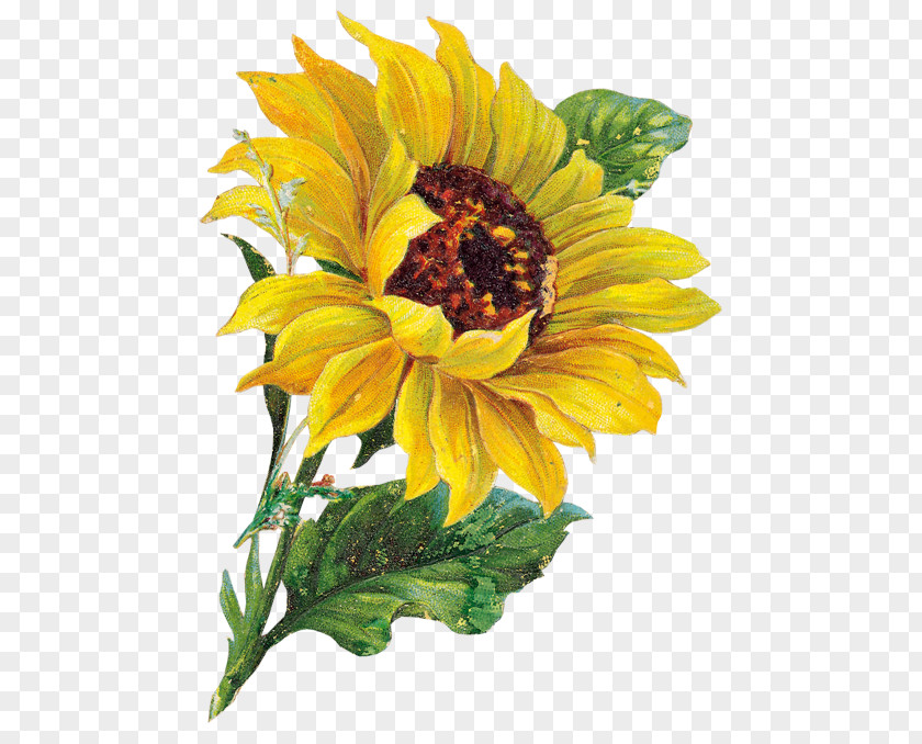 Sunflower Vase Common Clip Art PNG