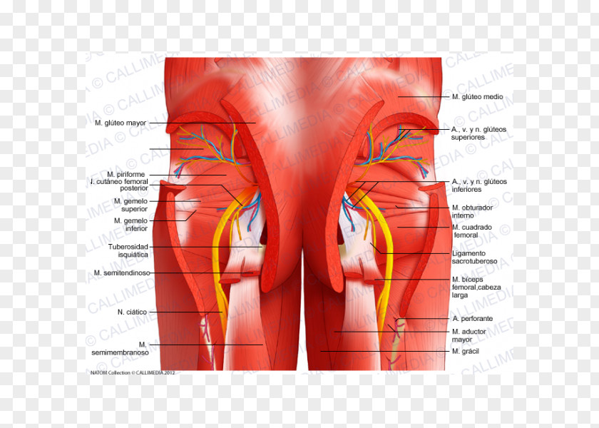 Top View Furniture Pelvis Gastrocnemius Muscle Muscular System Rectus Abdominis PNG