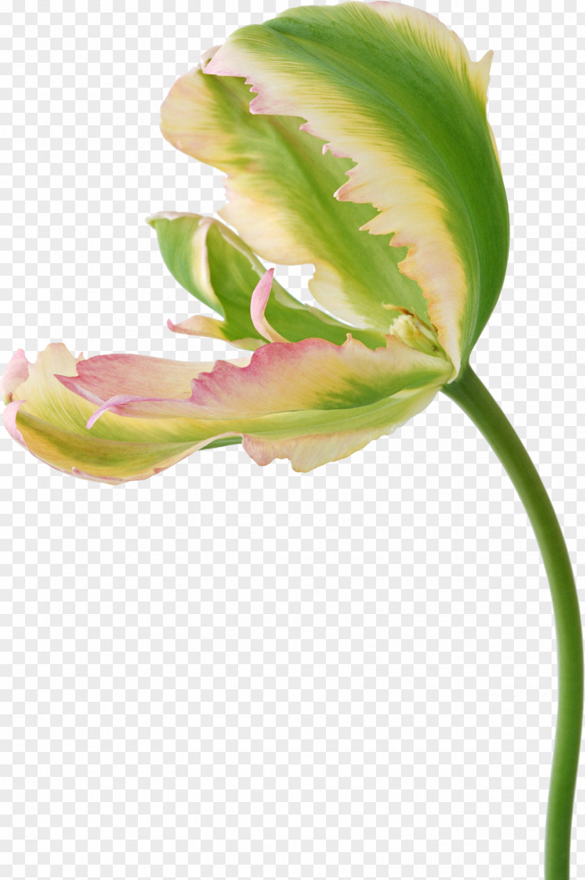 Tulip Flower Photography Clip Art PNG
