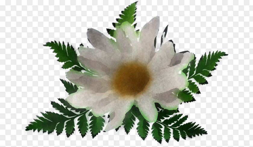 Wildflower Petal Flower Plant Leaf PNG