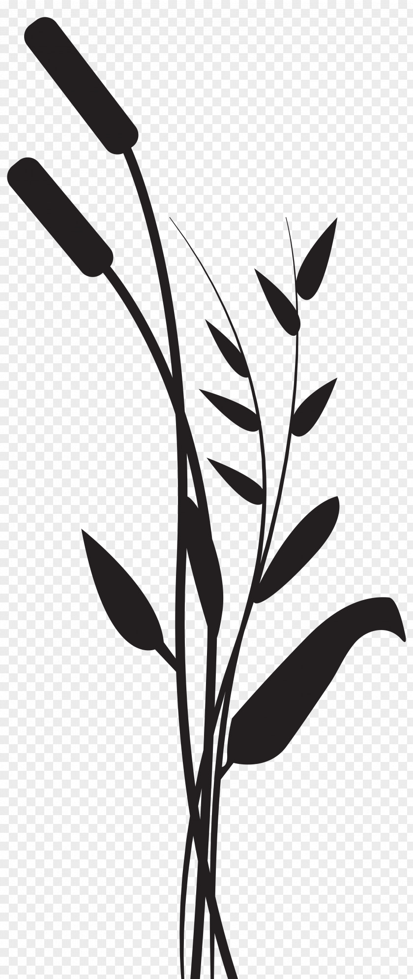 Bulrush Silhouette Transparent Clip Art Image Stock Photography Royalty-free PNG