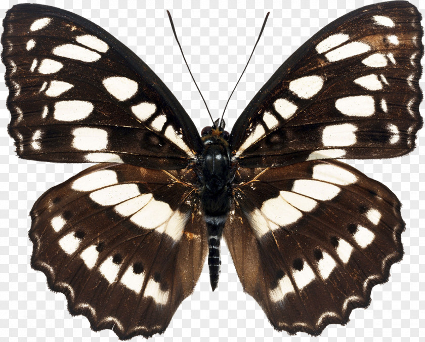 Butterfly Paper Euploea Core Photography Athyma Selenophora PNG