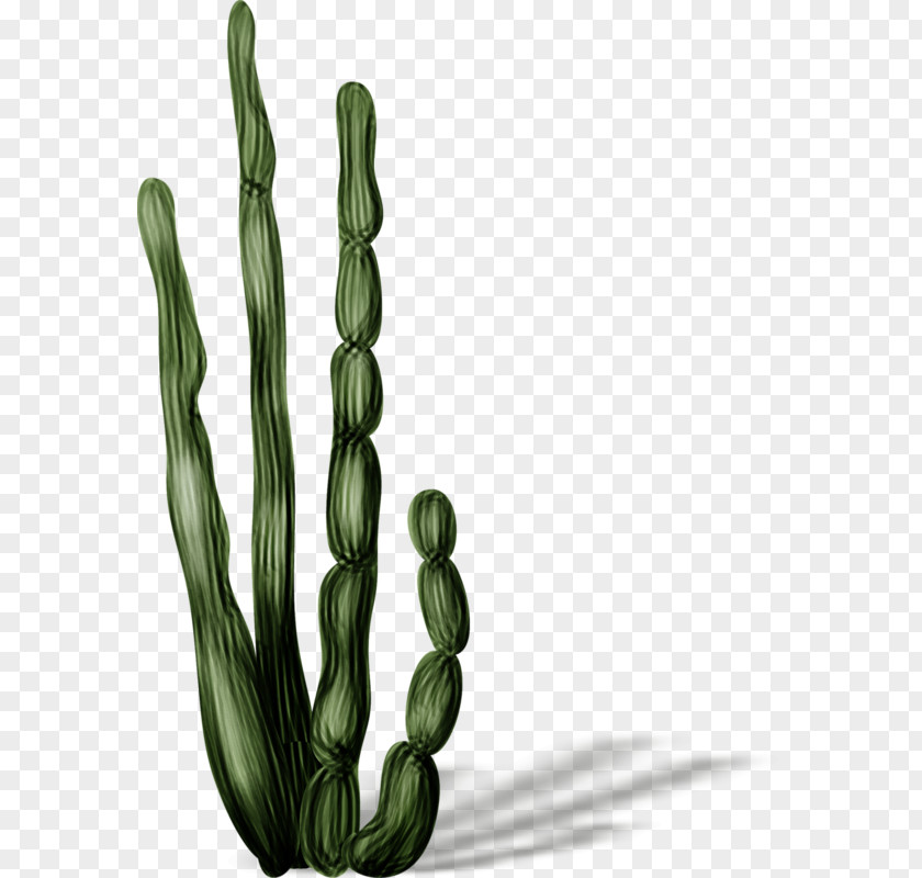 Decorative Cactus Cactaceae PNG