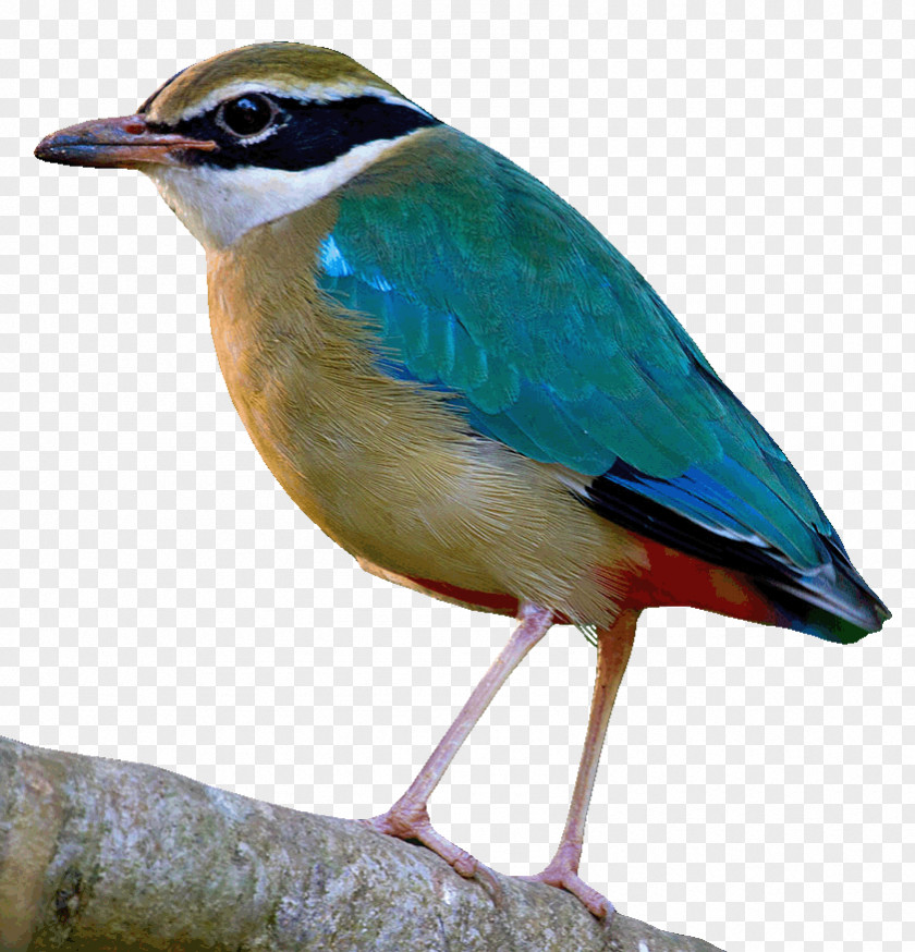 Electronic Bird Migration Logo PNG