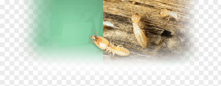 Insect Pest PNG