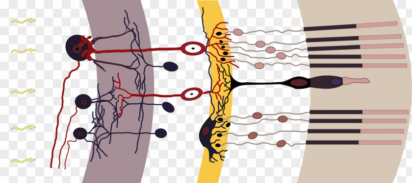 Neurons Photoreceptor Cell Rod Cone Retina Bipolar PNG