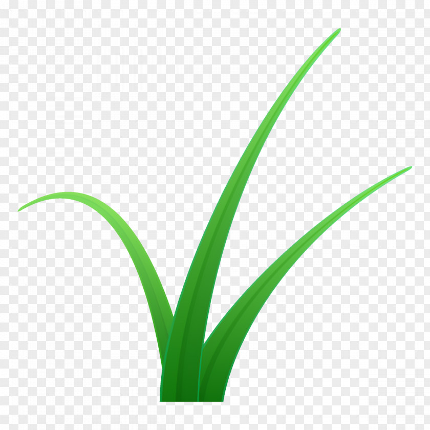 Plant Stem Terrestrial Green Flower Leaf Grass PNG