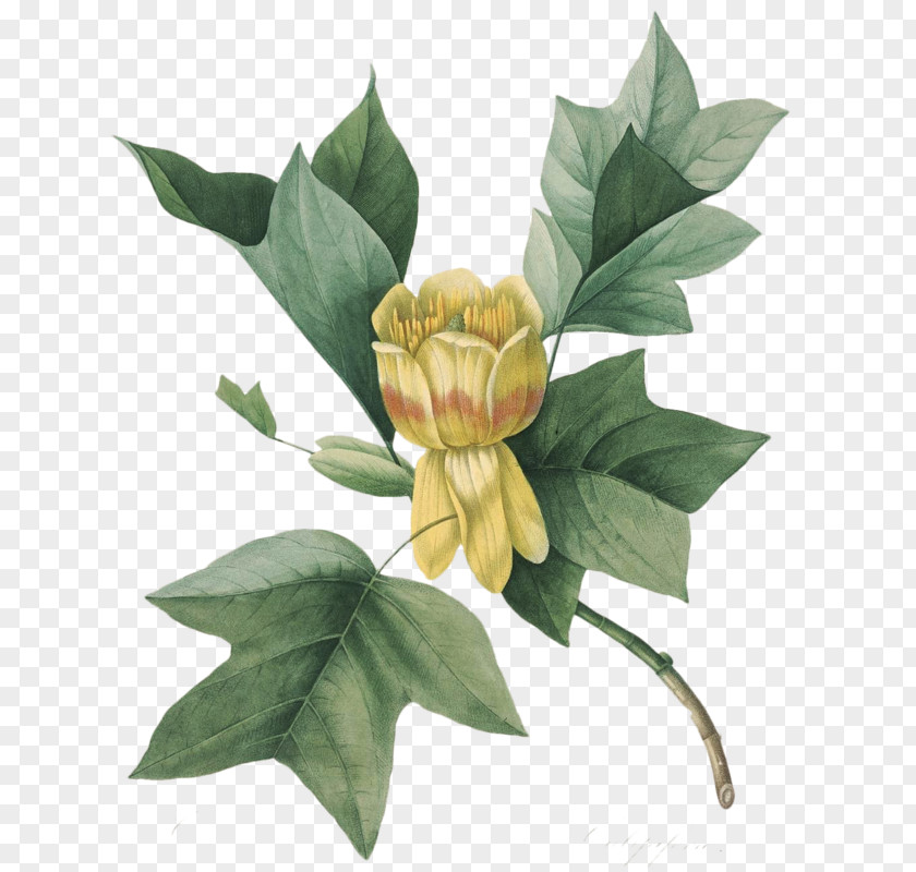Tulip Tree Botanical Illustration Botany Choix Des Plus Belles Fleurs PNG