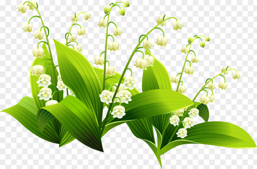 Clip Art Image Lily Of The Valley Drawing PNG