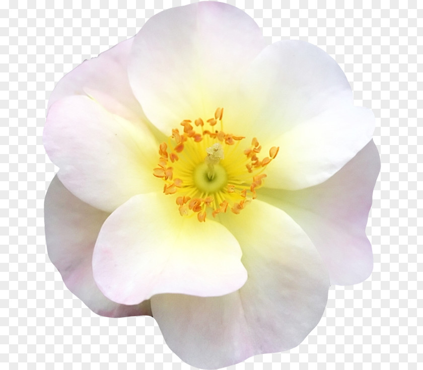 Flower PNG