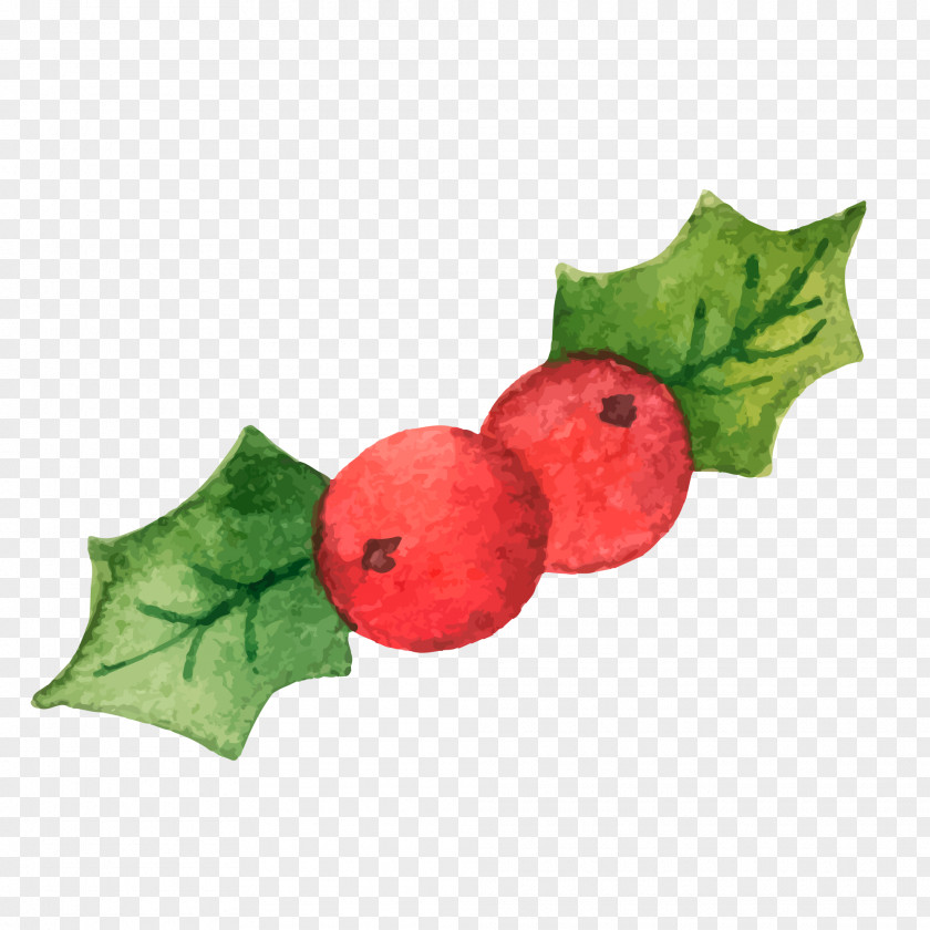 Vector Illustration Christmas Holly Common PNG