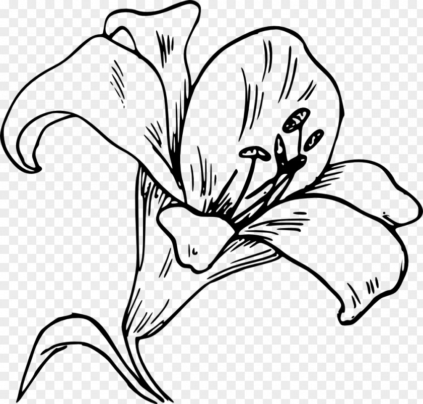 White Line Art Black-and-white Flower Plant PNG