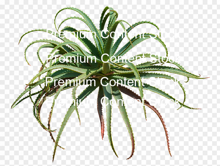Aloe Plant DeviantArt PNG