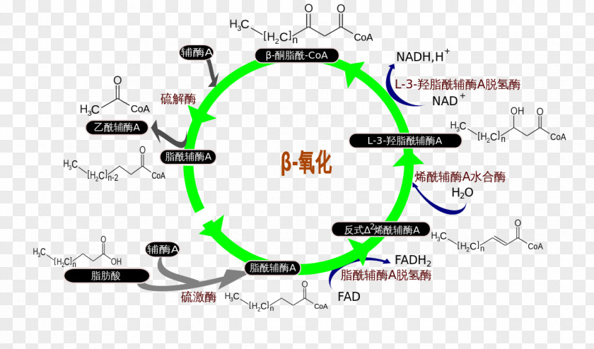 Beta Oxidation Clinical Urine Tests Medical Laboratory Ketonuria Ketone Bodies PNG