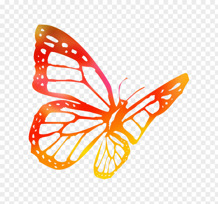 Butterfly Line Drawings Coloring Book Image PNG