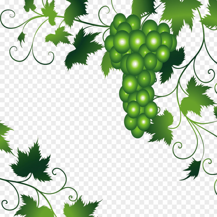 Green Grapes And Vines Illustration Picture Wine Grapevines Leaf PNG