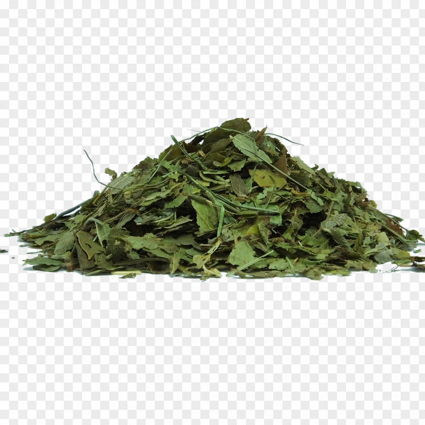 Herbs Green Tea Herbal Matcha PNG